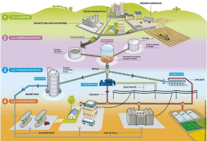 Processus de méthanisation : des déchets aux différentes voies de valorisations (Source : Auvergne-Rhône-Alpes Energie Environnement)  