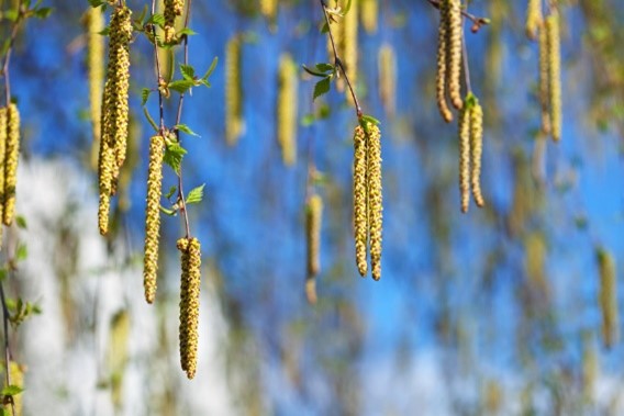 Pollen