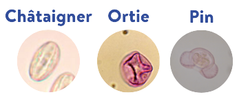 chataigner ortie pin pollen