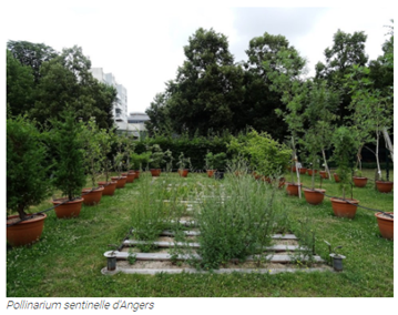 Pollinarium d'angers