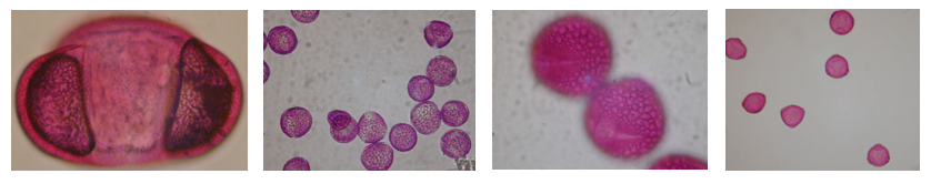 Pollens parlons pollen 4