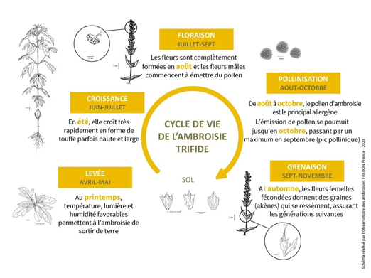 ambroisie trifide