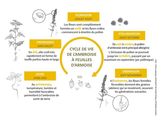 Ambroisie à feuilles d'armoise reconnaitre