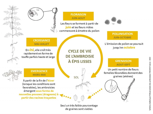 Ambroisie à épis lisses