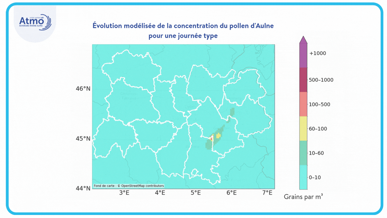 Animation modélisation pollens aulne RiskAdapt