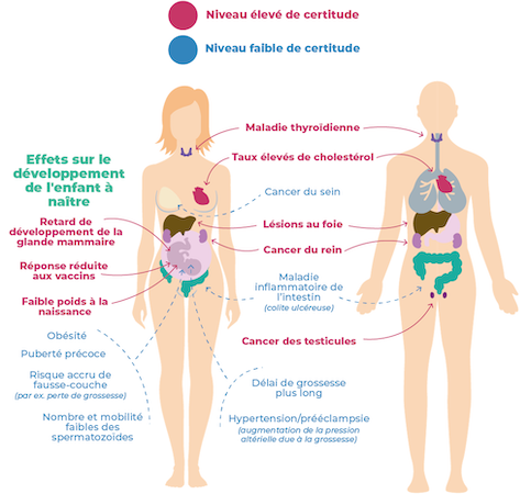 Effets des PFAS sur la santé humaine (c) EFSA, European Food Safety Authority 