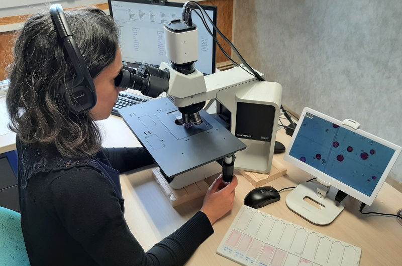 La mesure des pollens