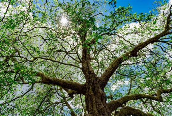 ozone, arbres et foret