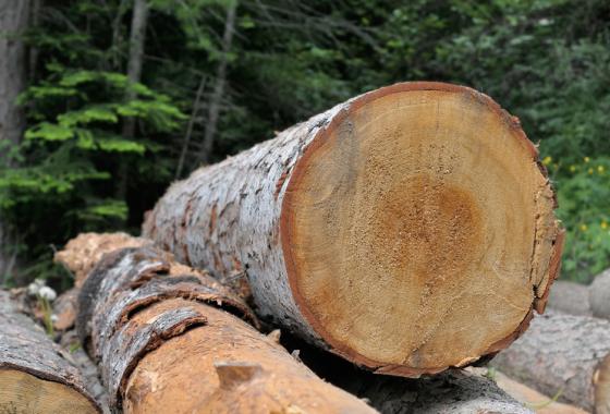 débardage, tronçonnage, bois, chauffage, énergie