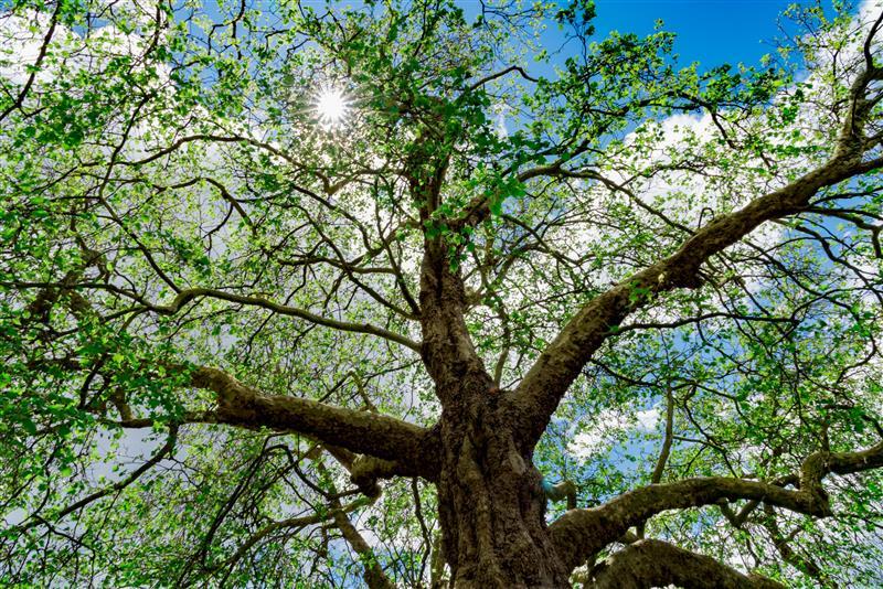 ozone, arbres et foret