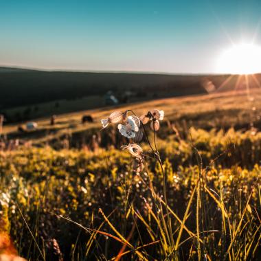 soleil, chaleur, été, ozone, campagne, paysage, fleurs