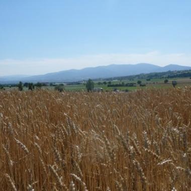 Graminés