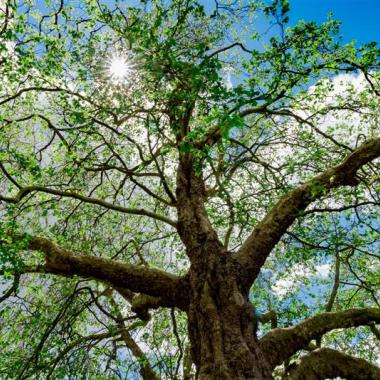 ozone, arbres et foret