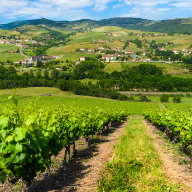 Paysage vignes Auvergne-Rhône-Alpes